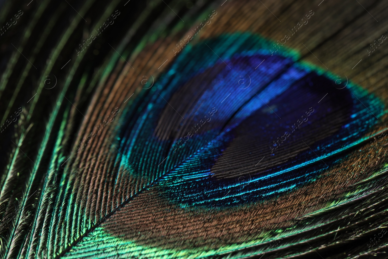 Photo of Beautiful bright peacock feather on dark background, macro view