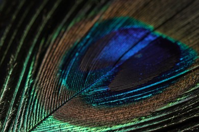 Photo of Beautiful bright peacock feather on dark background, macro view