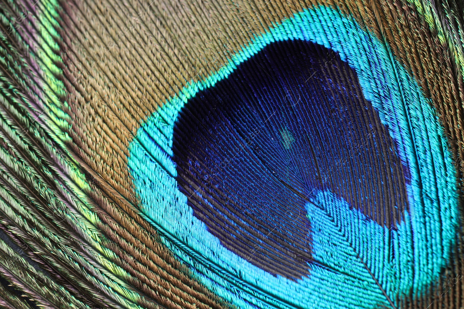 Photo of Beautiful bright peacock feather as background, macro view