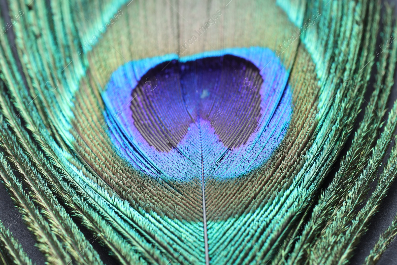 Photo of Beautiful bright peacock feather as background, macro view