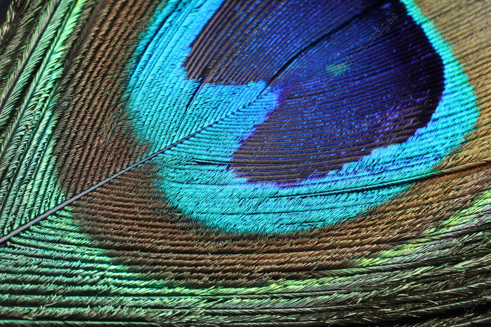 Photo of Beautiful bright peacock feather as background, macro view