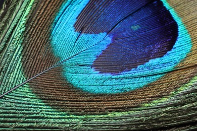 Beautiful bright peacock feather as background, macro view