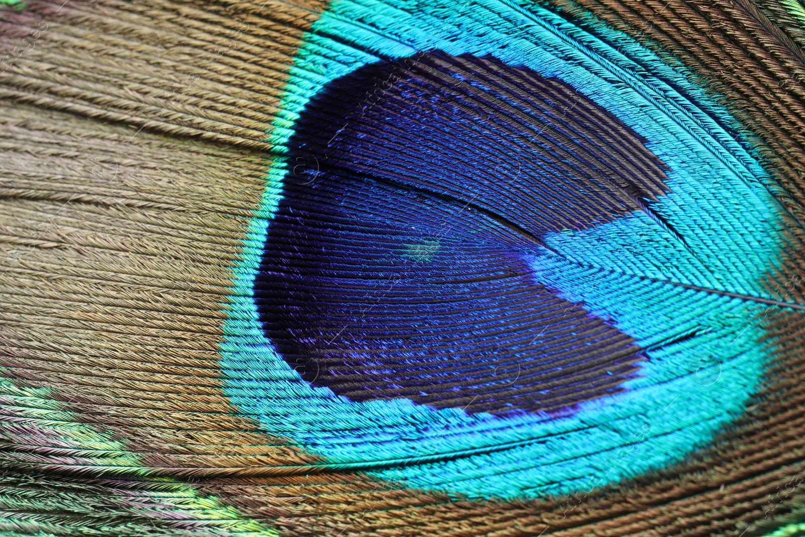 Photo of Beautiful bright peacock feather as background, macro view