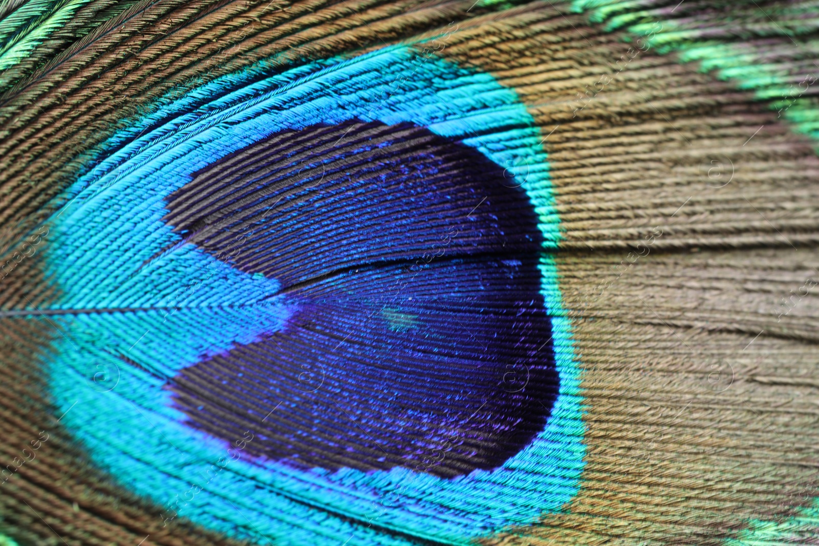 Photo of Beautiful bright peacock feather as background, macro view