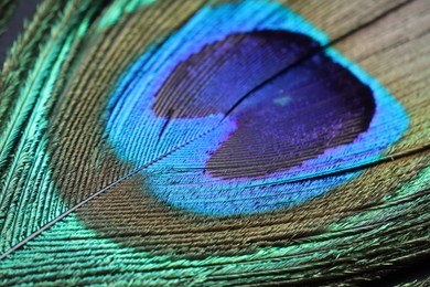 Photo of Beautiful bright peacock feather as background, macro view