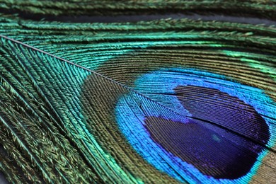 Photo of Beautiful bright peacock feather as background, macro view