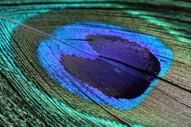 Beautiful bright peacock feather as background, macro view