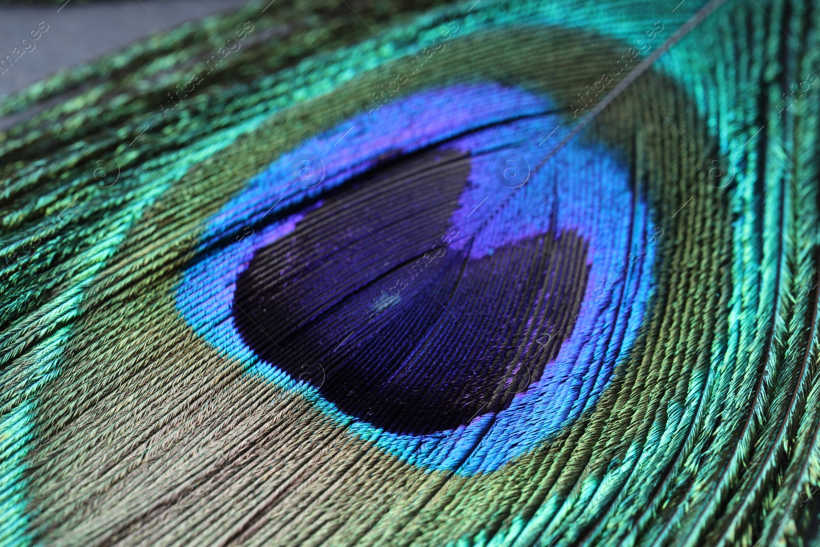 Photo of Beautiful bright peacock feather as background, macro view