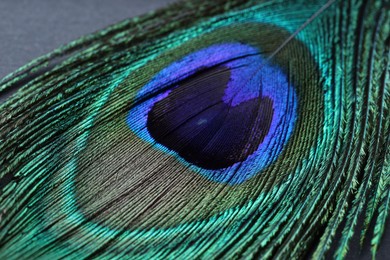 Beautiful bright peacock feather on table, closeup