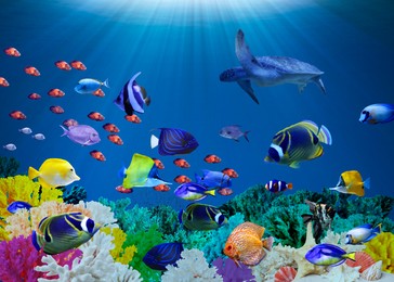 Image of Different bright fishes and corals in sea, underwater view