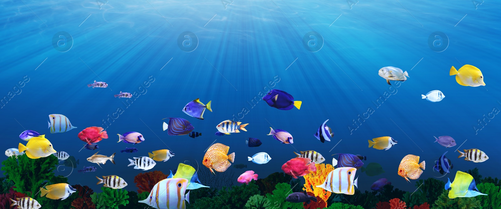 Image of Different bright fishes and corals in sea, underwater view