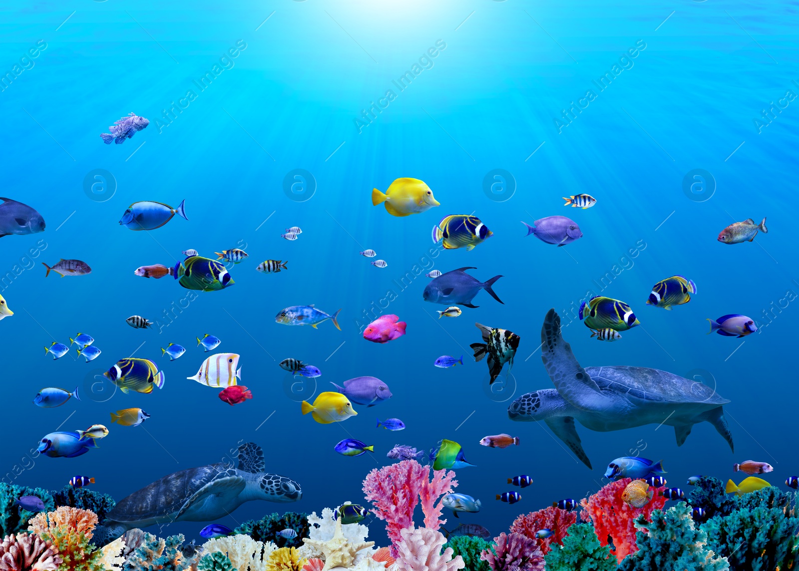 Image of Different bright fishes and corals in sea, underwater view