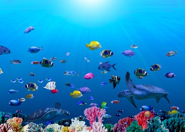 Image of Different bright fishes and corals in sea, underwater view