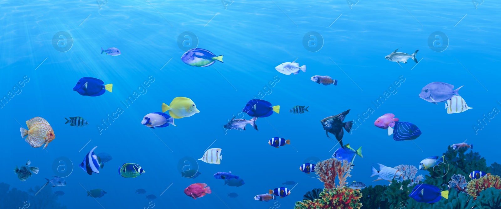 Image of Different bright fishes and corals in sea, underwater view