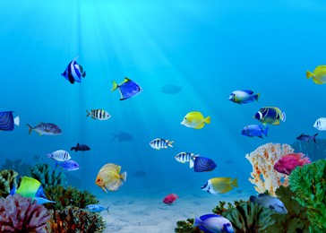 Image of Different bright fishes and corals in sea, underwater view