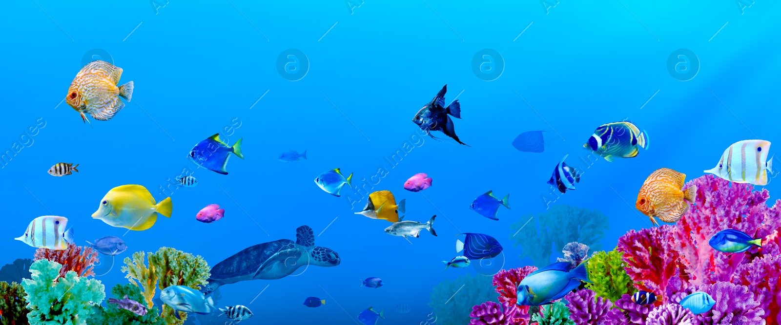 Image of Different bright fishes and corals in sea, underwater view