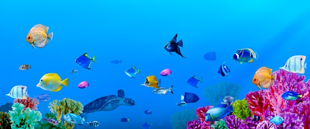 Image of Different bright fishes and corals in sea, underwater view