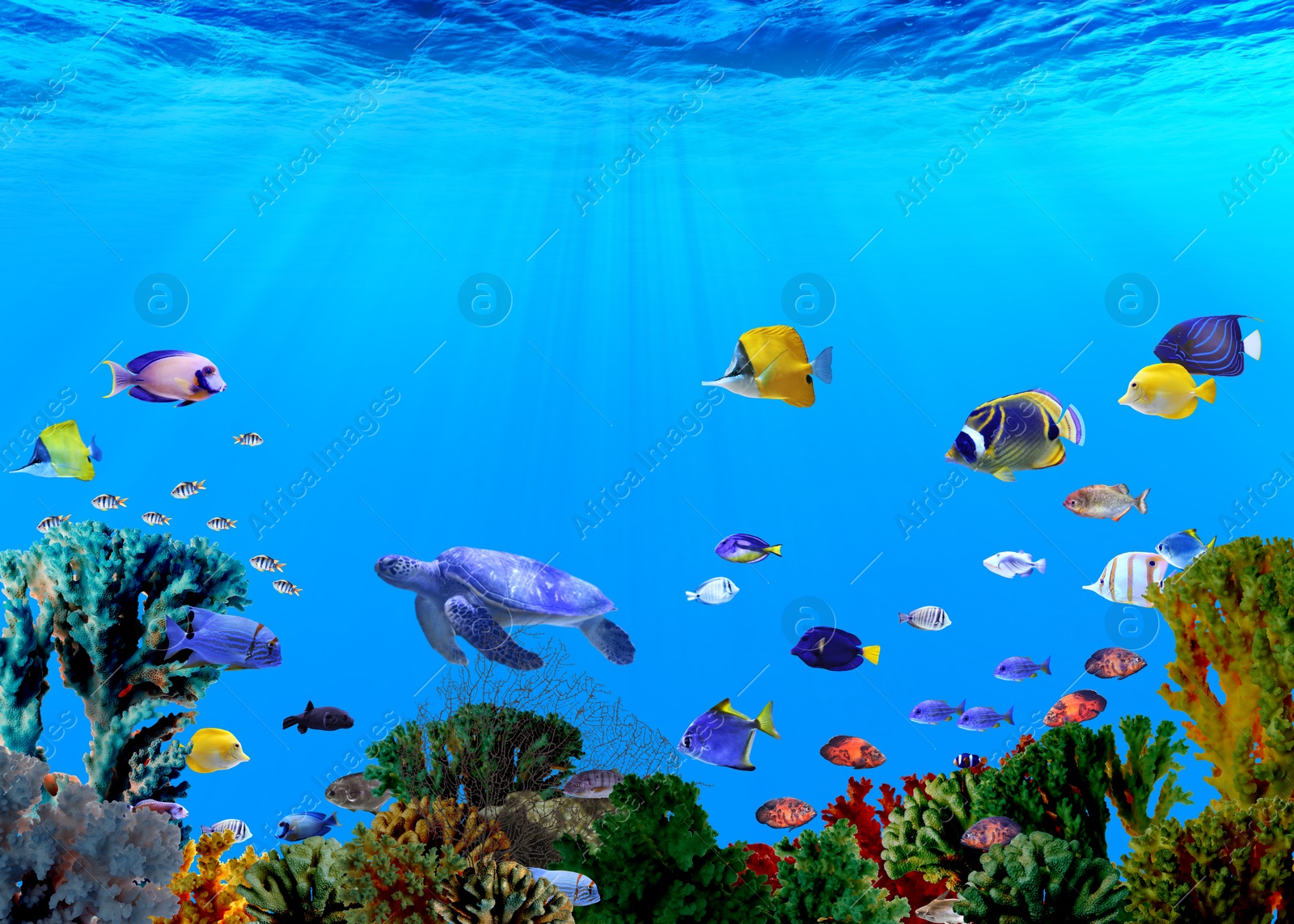 Image of Different bright fishes and corals in sea, underwater view