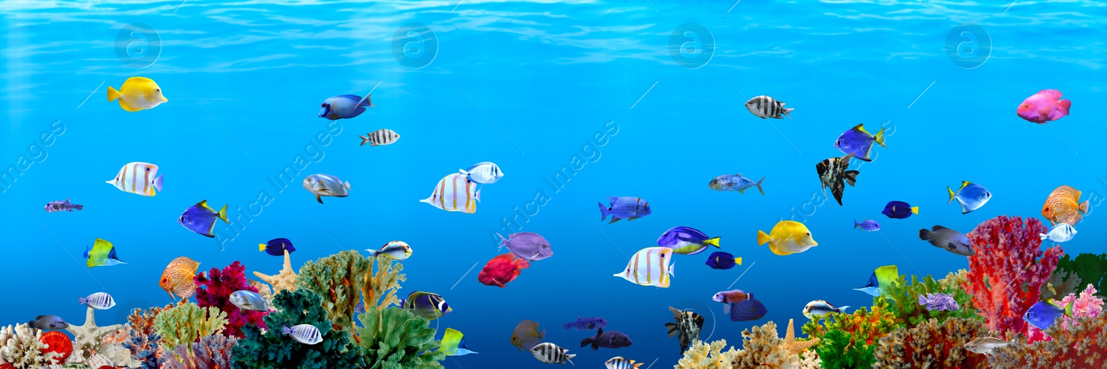 Image of Different bright fishes and corals in sea, underwater view