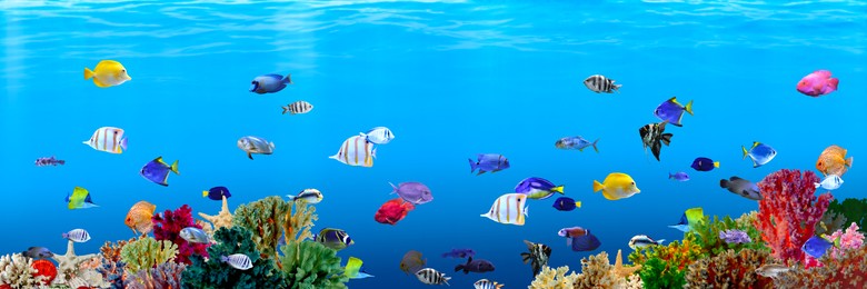 Image of Different bright fishes and corals in sea, underwater view