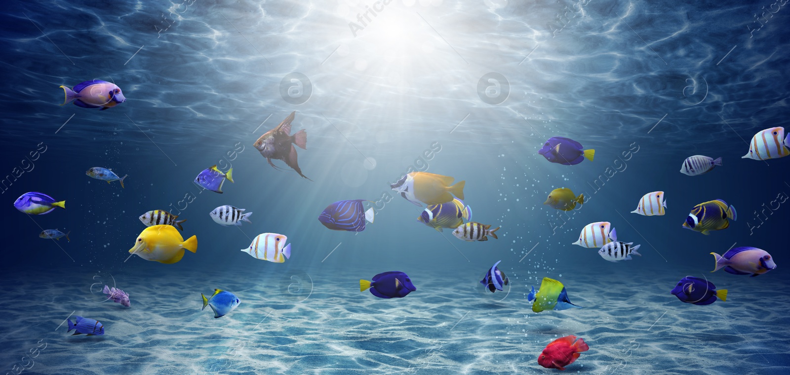 Image of Different bright fishes in sea, underwater view