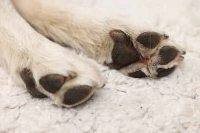 Photo of Dog on soft rug indoors, closeup. Cute animal