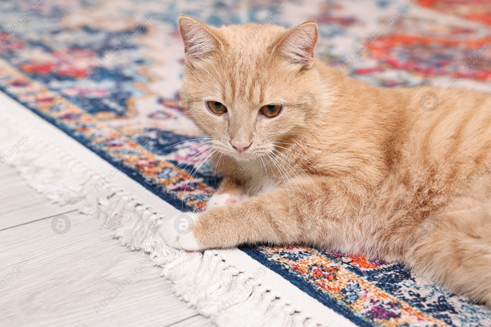 Photo of Cat on soft rug indoors. Cute animal