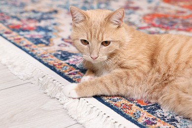 Cat on soft rug indoors. Cute animal