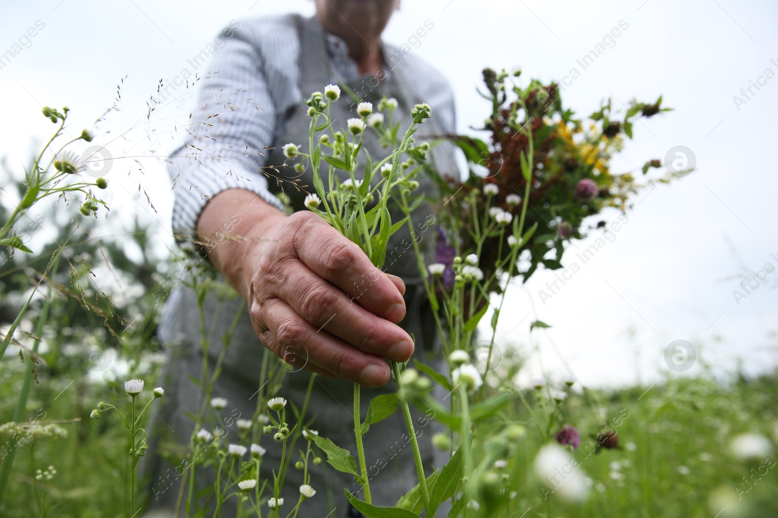 Photo of Senior woman picking herbs for tincture in meadow, closeup