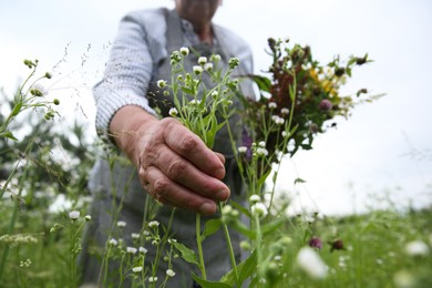 Photo of Senior woman picking herbs for tincture in meadow, closeup