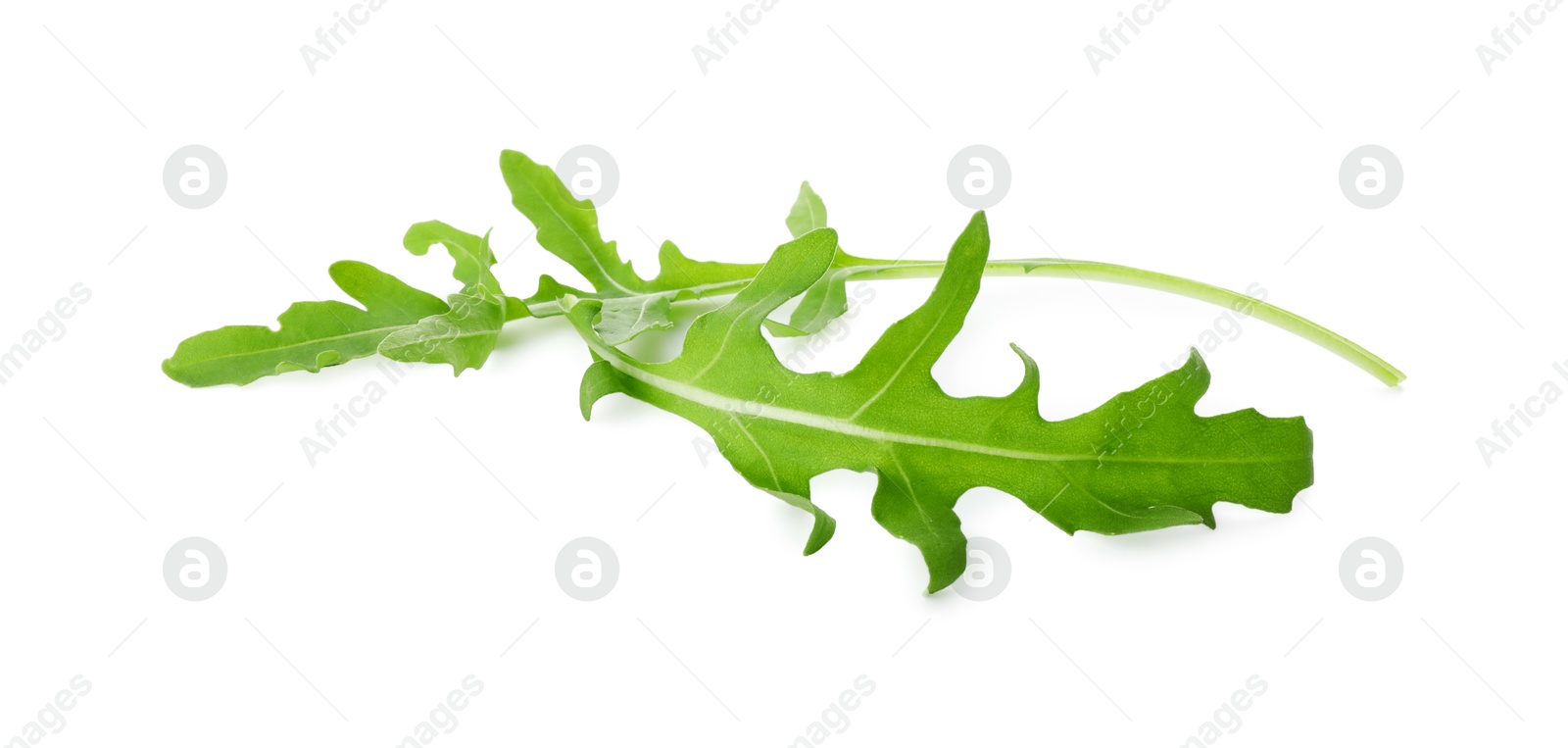 Photo of Two fresh arugula leaves isolated on white