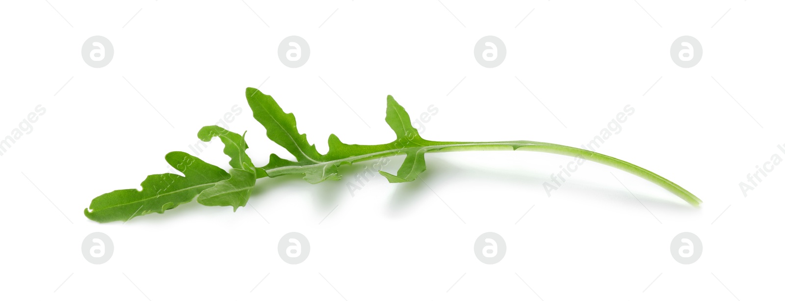 Photo of One fresh arugula leaf isolated on white