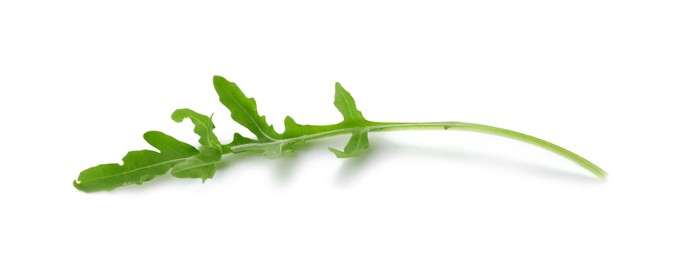 Photo of One fresh arugula leaf isolated on white