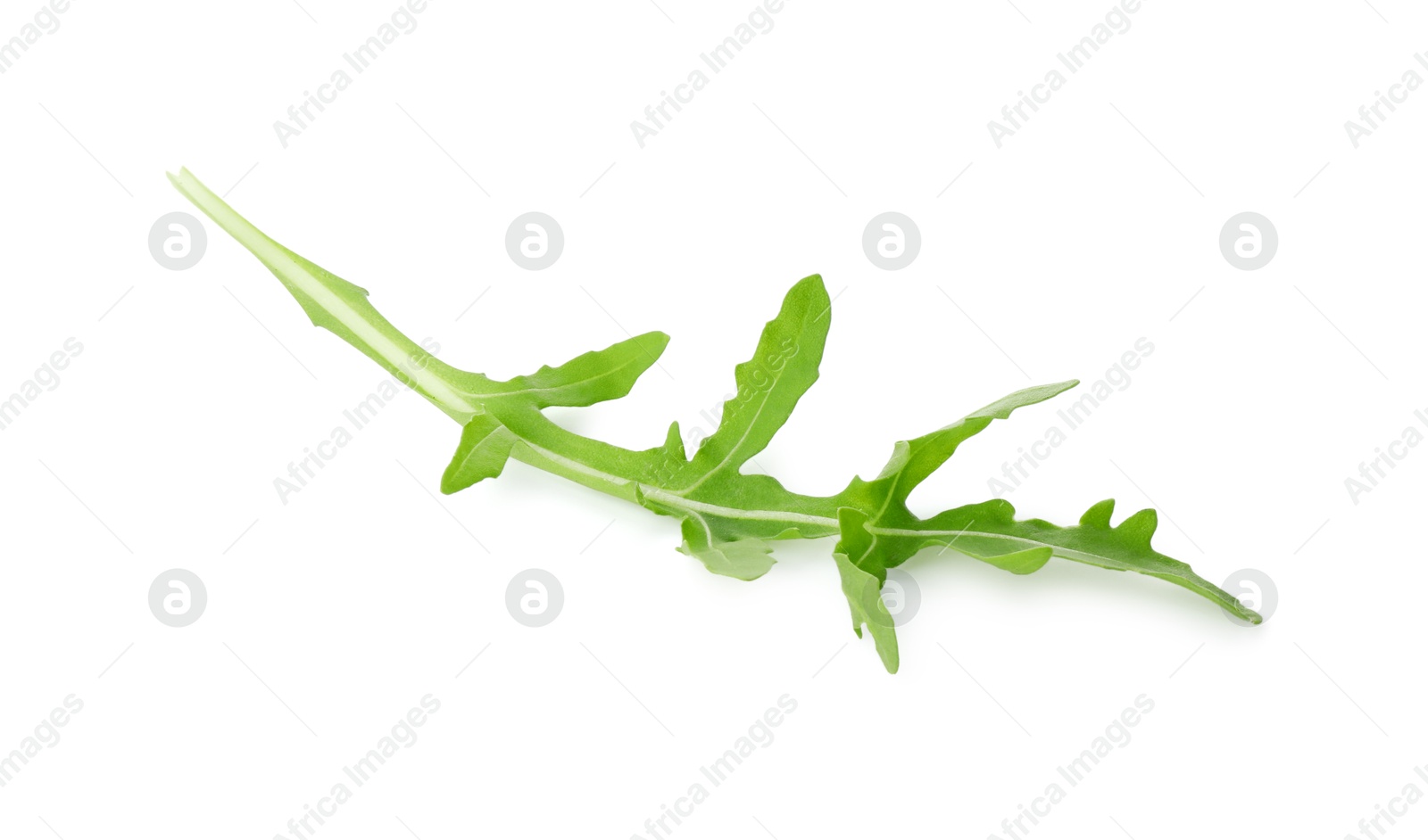 Photo of One fresh arugula leaf isolated on white