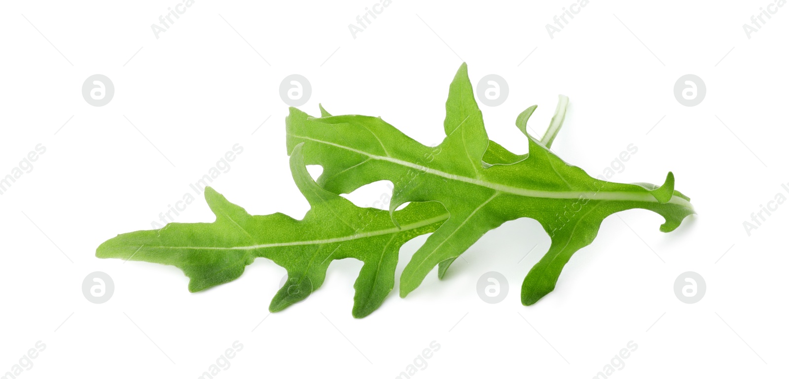 Photo of Two fresh arugula leaves isolated on white