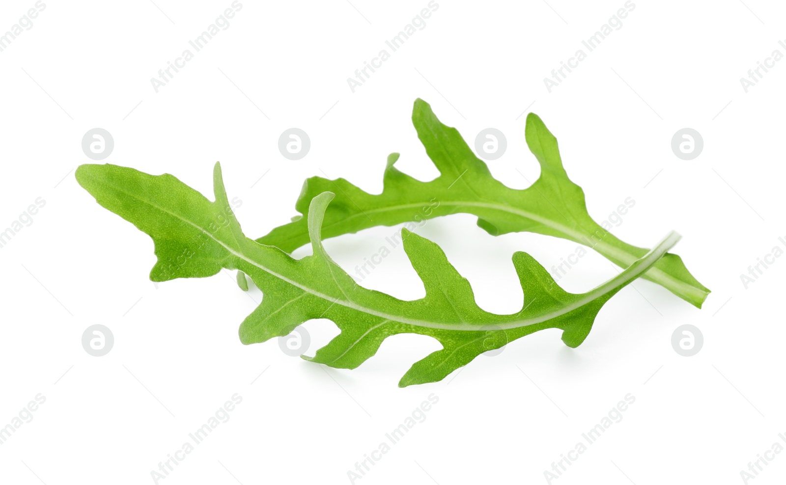 Photo of Two fresh arugula leaves isolated on white