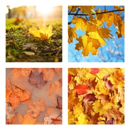 Image of Beautiful autumn leaves. Vivid collage for fall vibe