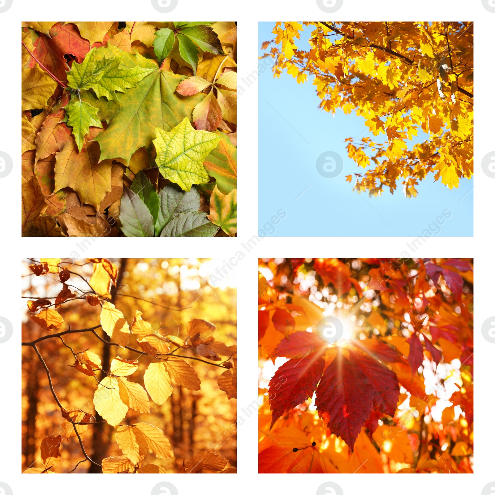 Image of Beautiful autumn leaves. Vivid collage for fall vibe