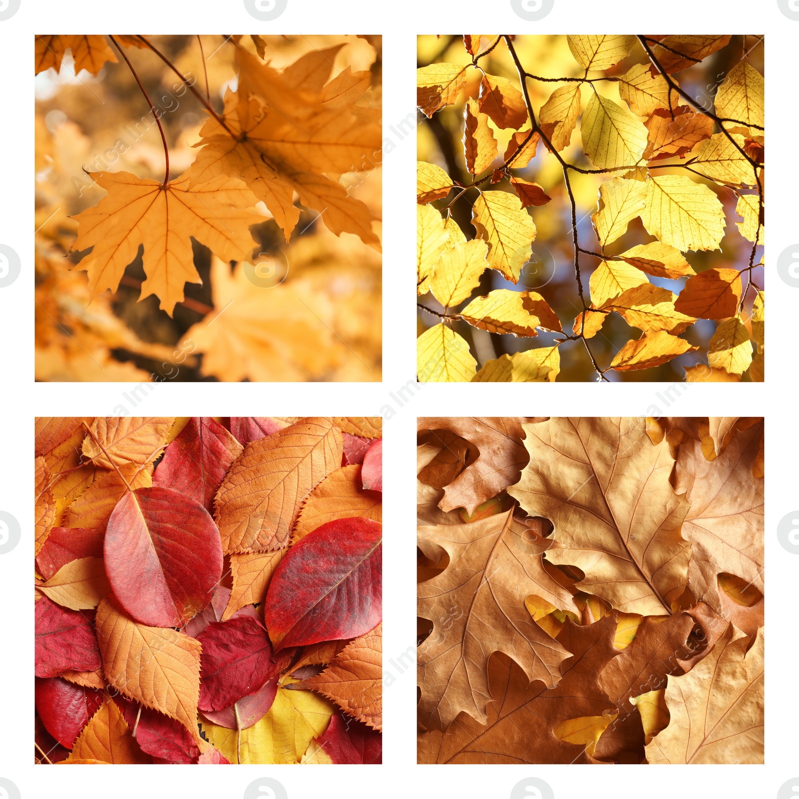 Image of Beautiful autumn leaves. Vivid collage for fall vibe