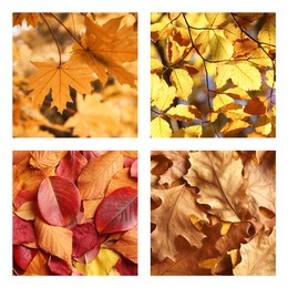 Beautiful autumn leaves. Vivid collage for fall vibe