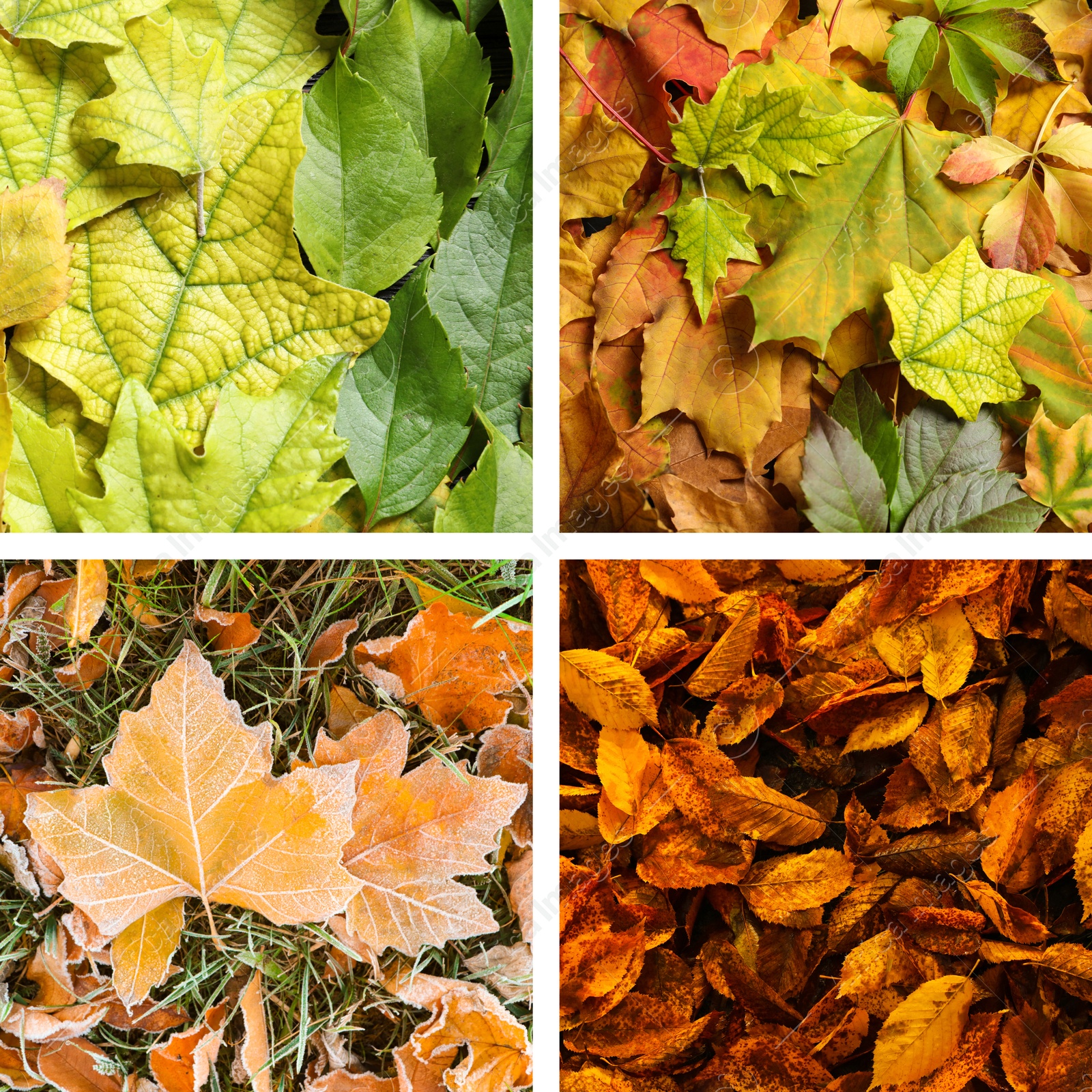 Image of Beautiful autumn leaves. Vivid collage for fall vibe