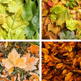 Beautiful autumn leaves. Vivid collage for fall vibe