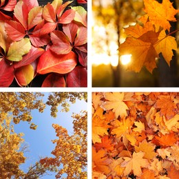 Image of Beautiful autumn leaves. Vivid collage for fall vibe