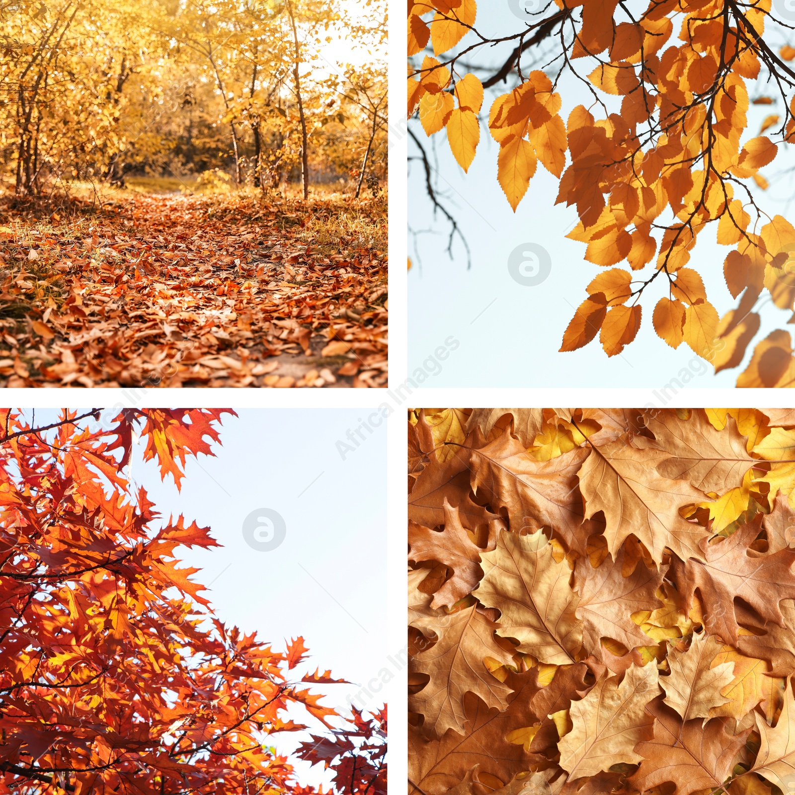 Image of Beautiful autumn leaves and park. Vivid collage for fall vibe