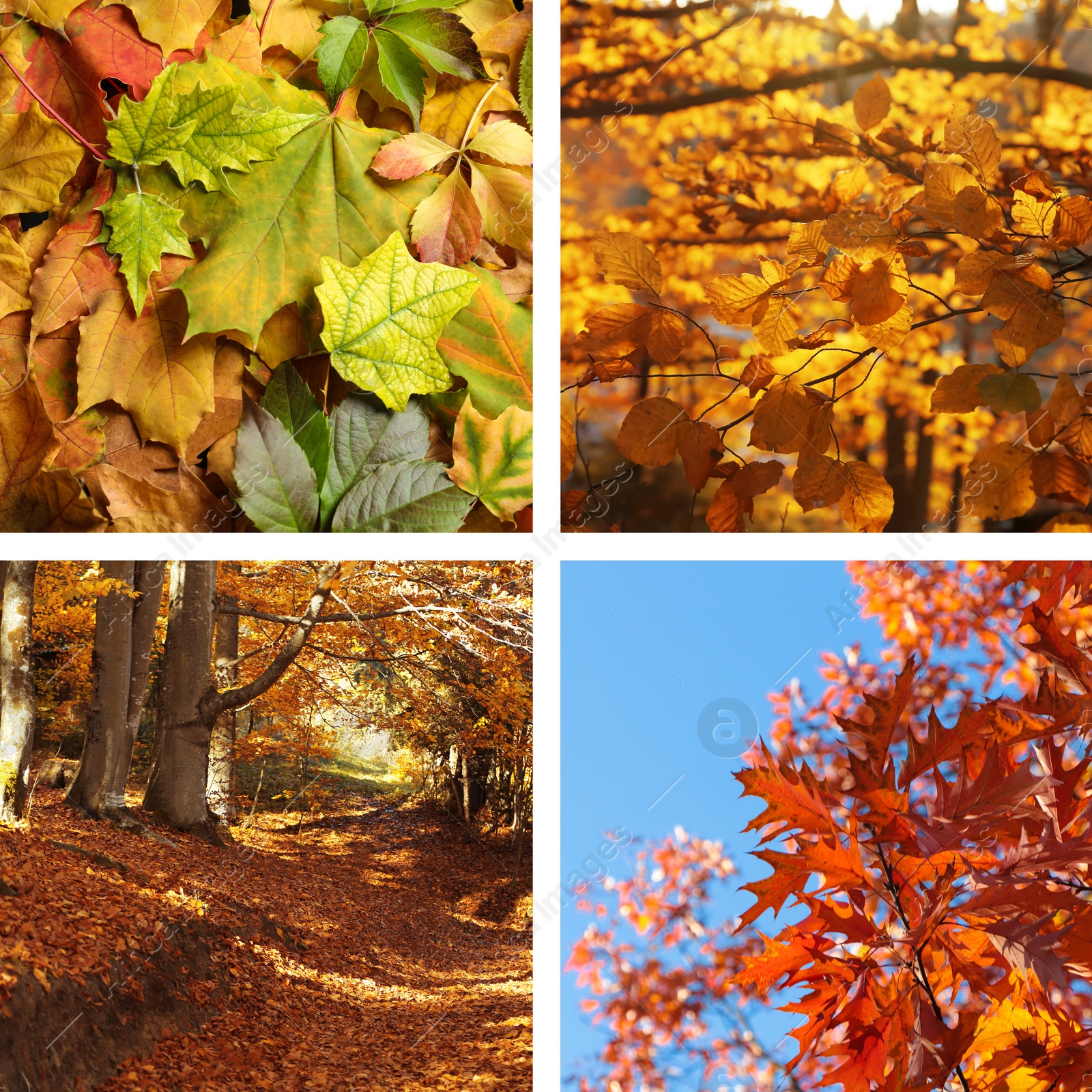 Image of Beautiful autumn leaves and park. Vivid collage for fall vibe