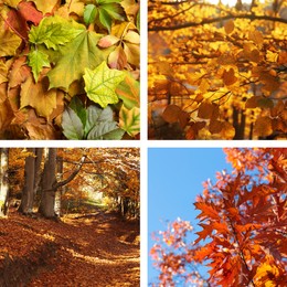 Beautiful autumn leaves and park. Vivid collage for fall vibe