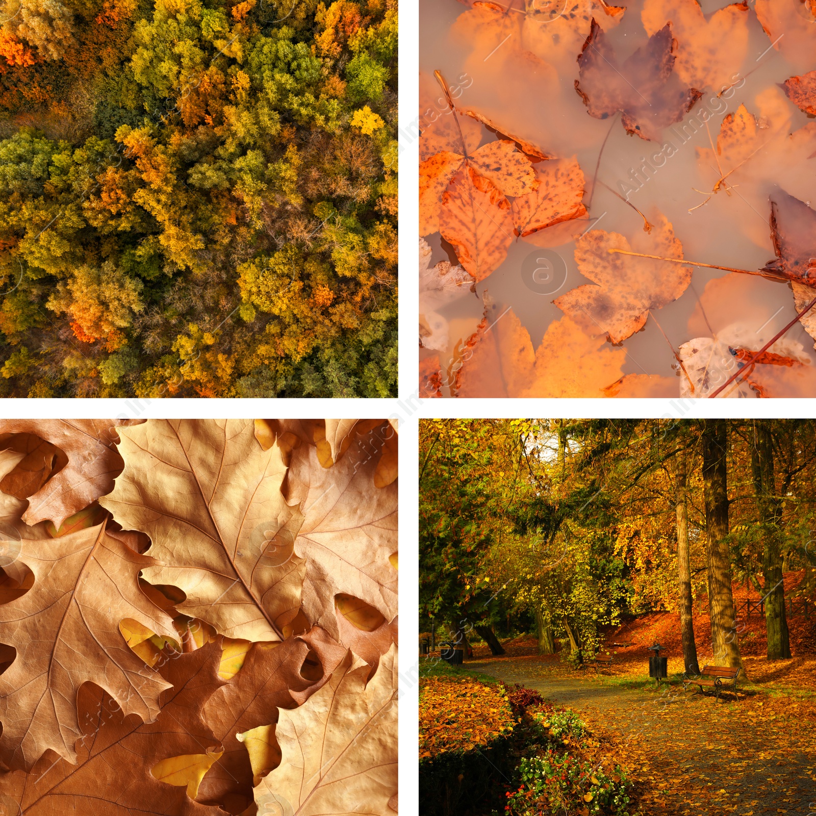 Image of Beautiful autumn leaves, forest and park. Vivid collage for fall vibe