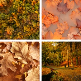 Beautiful autumn leaves, forest and park. Vivid collage for fall vibe