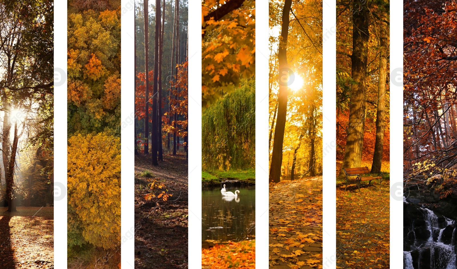 Image of Beautiful autumn forest and parks. Vivid collage for fall vibe