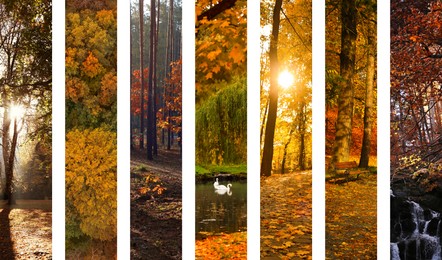 Image of Beautiful autumn forest and parks. Vivid collage for fall vibe